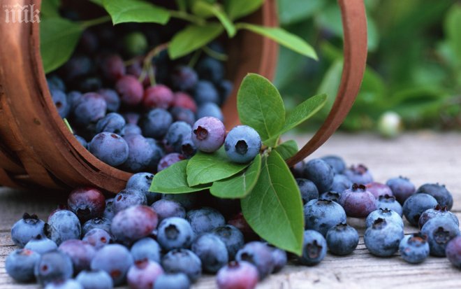Лилавите и сините плодове гонят старостта