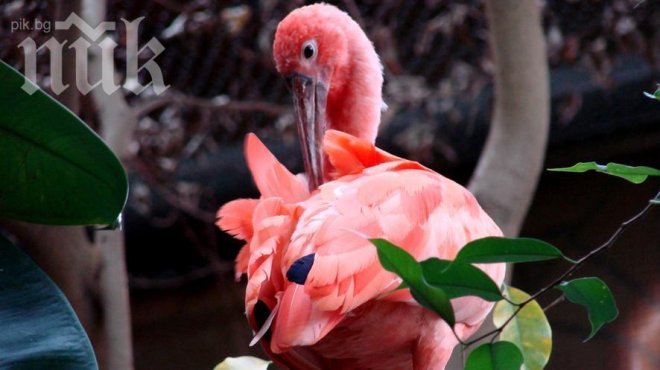 Второ розово фламинго се появи в Атанасовското езеро в Бургас