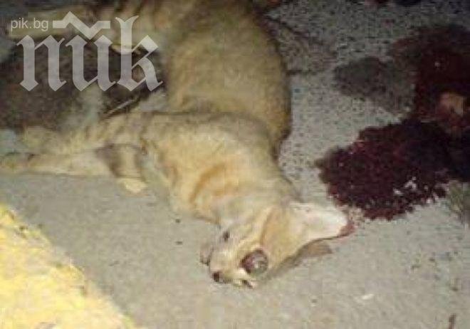 Масово убийство на котки в Дупница, някои са обезглавени