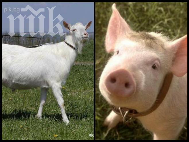 Животинска драма! 20-метрова топола уби коза и прасе 