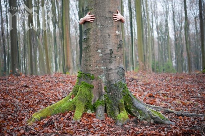 Дърветата излъчват положителна енергия 