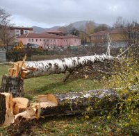 Дърво уби баба при сеч