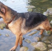 Немска овчарка опази бебе в джунгла цели 14 часа