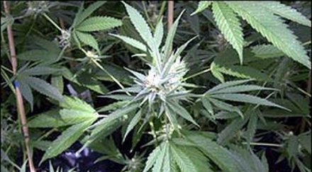 учител моли узаконяване марихуаната българия