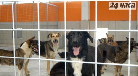 три месеца усетим ефекта отварянето кучкарник