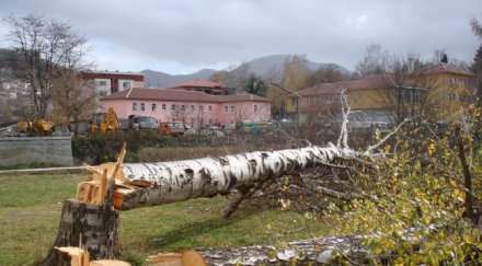 дърво уби баба сеч