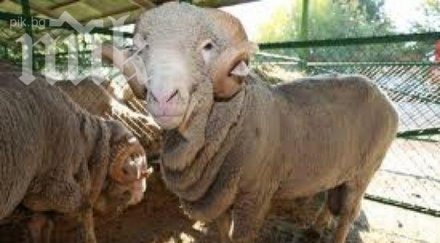 екшън симитли коч убиец екзекутира две жени