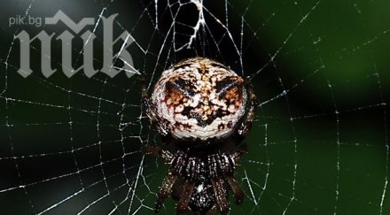 британско училище затвори заради нашествие отровни паяци