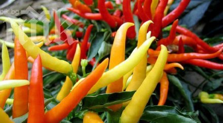 eфикасен крем люти чушки против болки мускулите