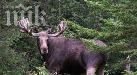 простреляха норвежец лов лосове