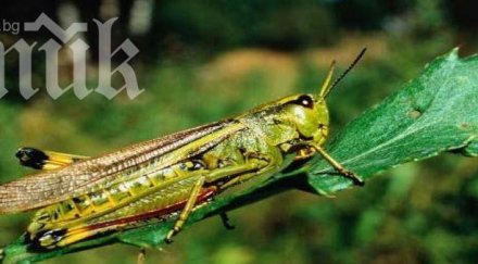 насекомите ставали хомосексуалисти невнимание