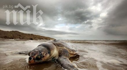 убиват хиляди делфини използват стръв лов акули