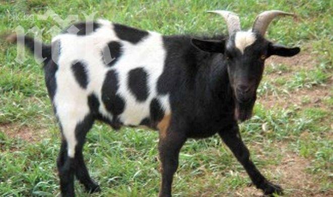 Разярен козел нападна две баби, приети са по спешност в болница