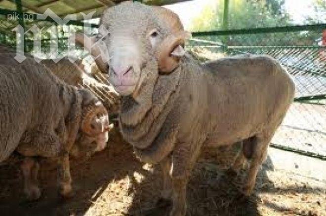 Екшън край Симитли! Коч-убиец едва не екзекутира две жени