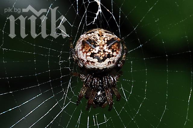 Британско училище затвори заради нашествие на отровни паяци