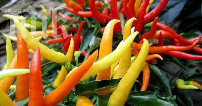 Eфикасен крем с люти чушки против болки в мускулите