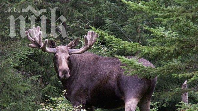 Простреляха норвежец при лов на лосове