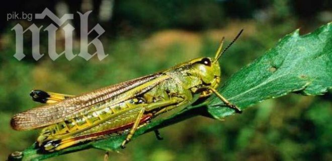 Насекомите ставали хомосексуалисти по невнимание