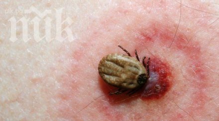 фирма атакува кърлежи плъхове стършели кюстендил