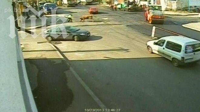 Разярен бик отнесе катаджия (Видео)