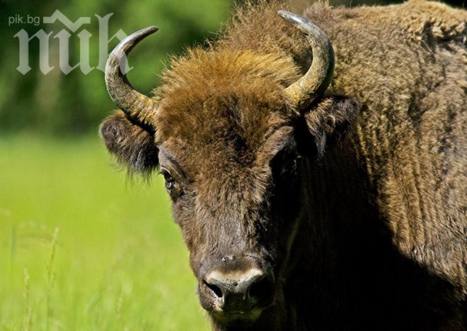 Внасят зубри у нас 10 века след като изчезнали