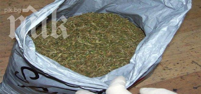 Заловиха канабис на стойност близо 5 милиона евро