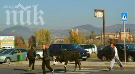 бърза крава избяга собственика била разгонена оглеждала расов бик