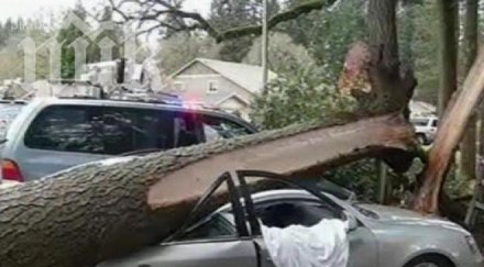 топола премаза дървар опасност живота