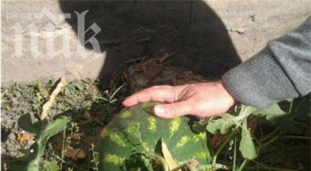 бостан изникна двора министерския съвет