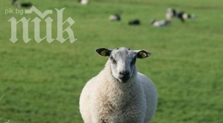 животновъдите вдигат протест