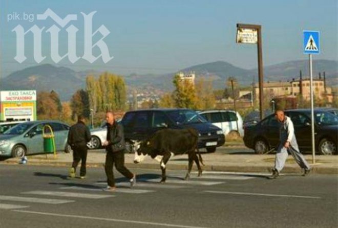 Бърза крава избяга на 40 км от собственика си, била разгонена и се оглеждала за расов бик
