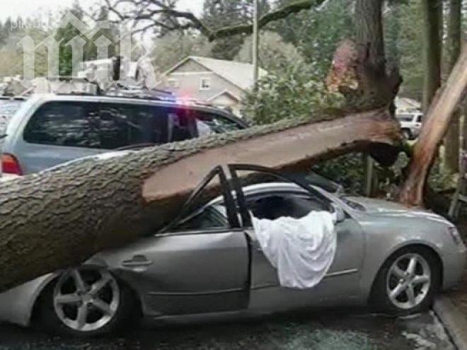 Топола премаза дървар, с опасност за живота е