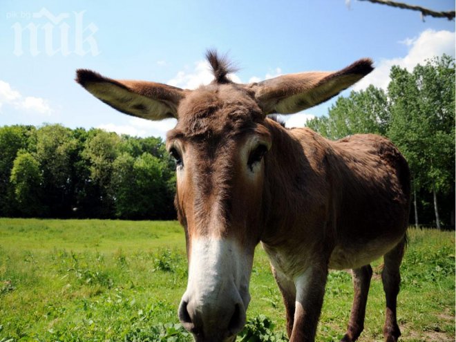 Магаре е обидна дума - употребата й подлежи на глоба, постанови съд