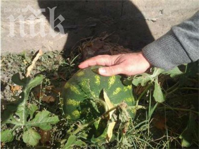 Бостан изникна в двора на Министерския съвет