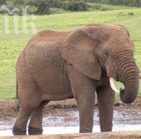 Безпилотни самолети спасяват слоновете в Кения