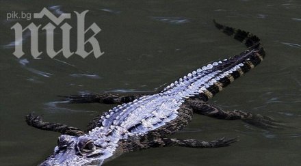 сензация откриха алигатор ескалатор летище