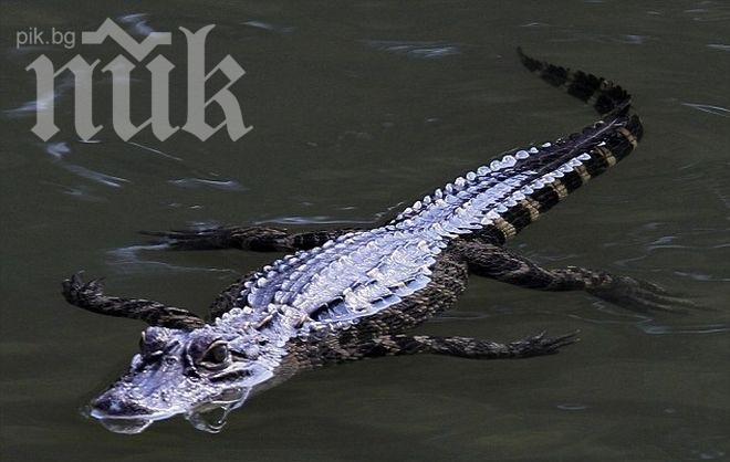 Сензация! Откриха алигатор под ескалатор на летище