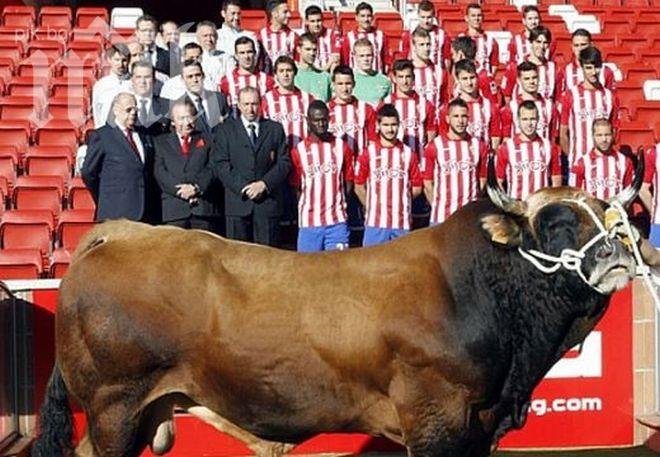 Футболен отбор снима реклама с бикове и крави