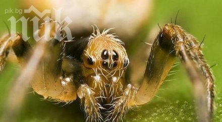 ужас жени присаждат коси покойници главите порастват яйца паяци червеи