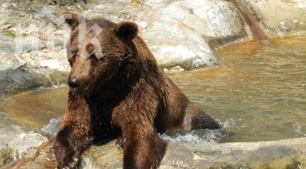 взрив варненския зоопарк избухна бойлер