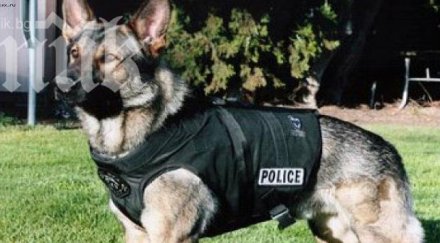 полицейските кучета получават пенсия