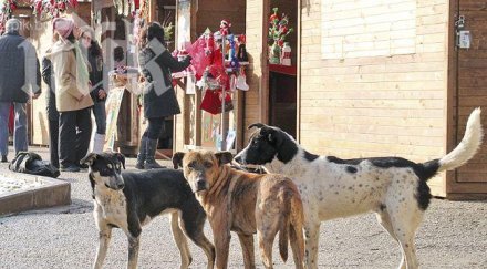 6635 безстопанствените кучета територията столична община