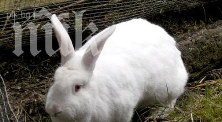 тийнейджър краде зайци