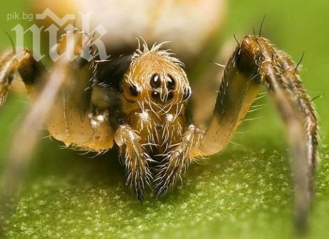 Ужас! Жени си присаждат коси от покойници - в главите им порастват яйца от паяци и червеи