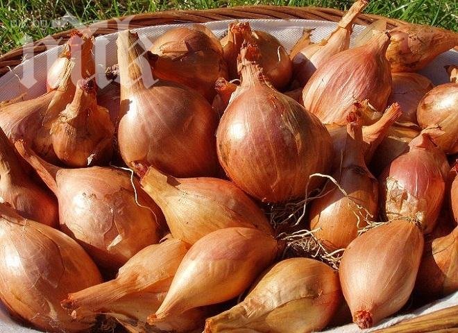 Лукът помага в борбата със сърдечните заболявания