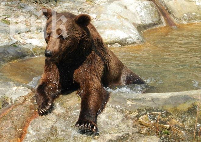 Взрив във варненския зоопарк - избухна бойлер