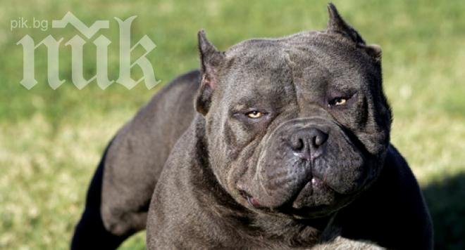 Питбул нахапа зверски лицето на дете в Свищов