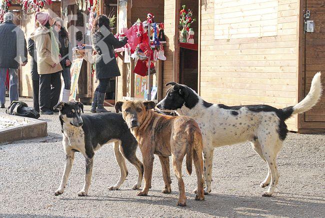6635 са безстопанствените кучета на територията на Столична община