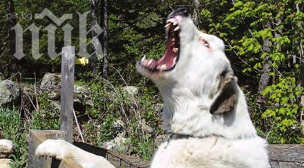 идиот ръга нож куче почина