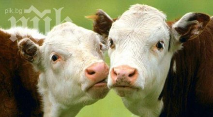 прокурор взе подкуп формата крави овце сирене